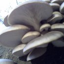 산느타리버섯 이미지