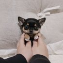 버디독 강아지분양 안심분양센터 서울 영등포점 이미지