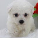 강아지,반하다 이미지