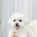 이쁘게 잘라줄개 이미지