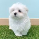 비쥬펫