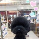 네모강아지 이미지