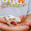 (주)비디어 | 검단신도시 도마뱀 파충류샵 크레리즘검단아라점