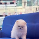 내품안의반려견 은평점 이미지