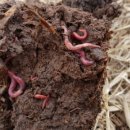 토룡농장 이미지