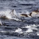 꿈꾸는 고래 이미지