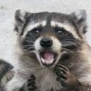 아중장어 이미지