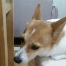예삐