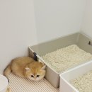 나비야 cat 이미지