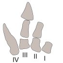 아벨사 | 매일 보는 재미 있는 공룡 이야기 9 - 아벨리사우리다: 기괴하게 짧은