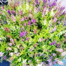 현일태권도장 이미지