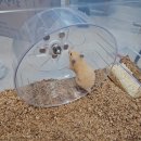 햄토피아 천안 불당점 이미지