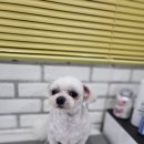 팬더애견샵 이미지