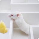 용신19 이미지