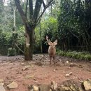 보고르 | 인도네시아여행 보고르 따만사파리 Bogor Taman Safari 후기