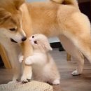 가능동물병원 이미지