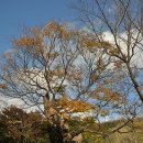 소로11호선 | (대구여행/팔공산파계사)팔공산파계사. 고즈넉하니 가을 풍경이 너무 좋았던 팔공산 ﻿파계사 절집구경하기.