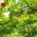 별이&체리 이미지