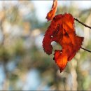 구불7길(신시도길) 이미지