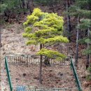 황금소나무 이미지