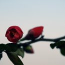 삼화목장 이미지