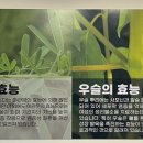 정향삼계탕