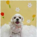 사계절, 멍 이미지