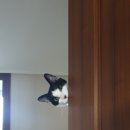 지오펫