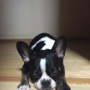 oh my dog(오마이독) 이미지