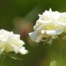 행복을파는장사꾼 이미지