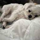 살롱드도만 | 🐶 오늘의 봄이 이야기 | 김포에서 찾은 미용실 살롱드도만