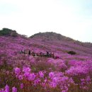 4/8(금)~4/9(토):금요무박 향일암일출&오동도&영취산 진달래축제 이미지