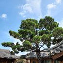 향나무쉼터 이미지