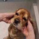 블루멍 펫 테라피 이미지