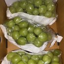 황금조농장 이미지