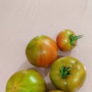 한마음토마토 이미지