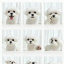 살롱드 오픈주 이미지