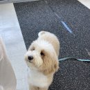 도그피아 애견 훈련 학교 | 강아지 짖음 훈련 | 강아지 분리불안 교육] 포메라니안 짖음 훈련 받으러 방문훈련 프래들 애견학교 후기