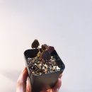 지앤이주 이미지