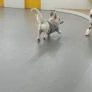 마조르댕 이미지