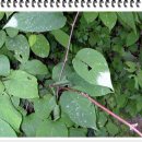 개다래 효능 이미지