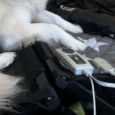 피플앤독느티캠핑장 | 여덟 번째 캠핑 🏕️ 예산 [피플앤독느티캠핑장] 대형견8 / 12월 장박 ~ing