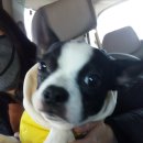 정철 동물병원 이미지