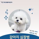 똥강지 | 강아지 동맥관개존증 PDA 증상 검사 치료 인터벤션 시술 후기 총 정리!