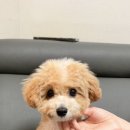 라떼펫살롱 이미지