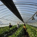 명품과일 이미지