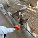 땅구 당구클럽 | 애니멀클럽 송도 솔직후기 재방문 의사는..?