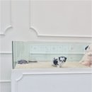 천안강아지분양 우리집퍼피 천안아산본점 (하이도그) 이미지