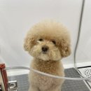 그루밍무무 이미지