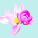 김삿갓면-13 이미지